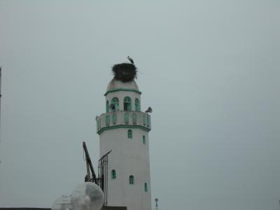 La célèbre cigogne de Réghaia sur le minaret de la mosquée